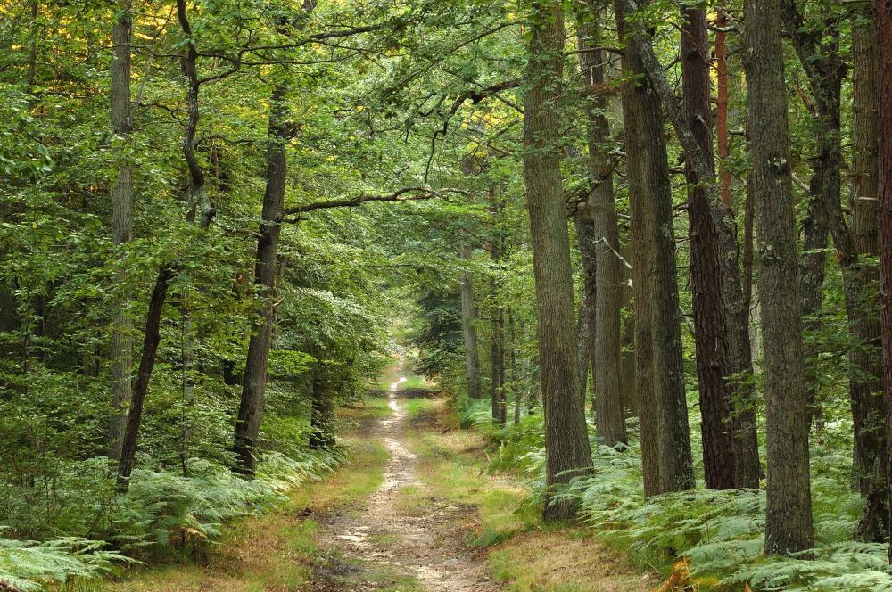 vente de bois